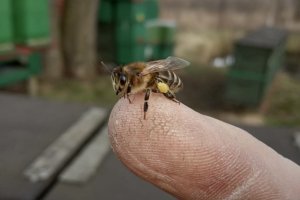 Co nowego w pasiece? 