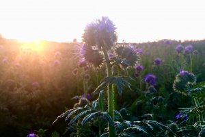 Prawdziwy rarytas w pasiece