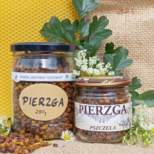 Pierzga